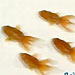 Trained fish