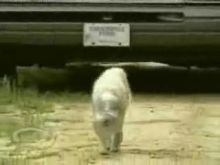 Jughead Dog - 13591 hits 