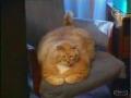 The world's fatte...